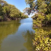 celestum river view