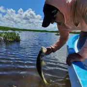 Angler releasing black snook catch 