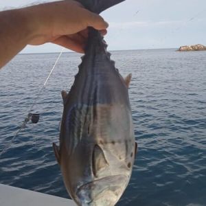 Topolobampo – Pesca en Altamar
