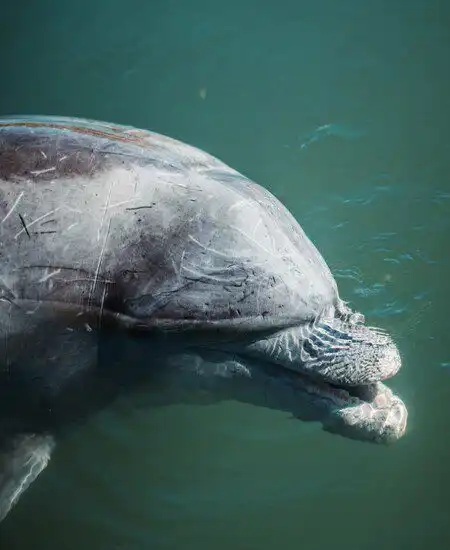 pechocho dolphin at topolobampo