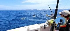 Offshore day trips