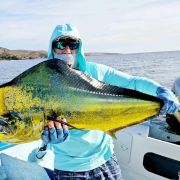 Vibrant mahi mahi catch from Baja waters