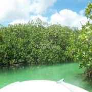 Mangrove tours in Boca Paila