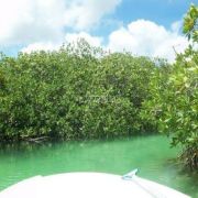 Mangrove tours in Boca Paila