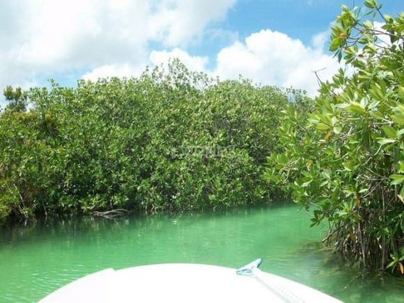 Mangrove tours in Boca Paila